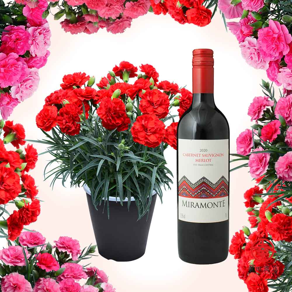 カーネーション5号鉢と赤ワインのセット
