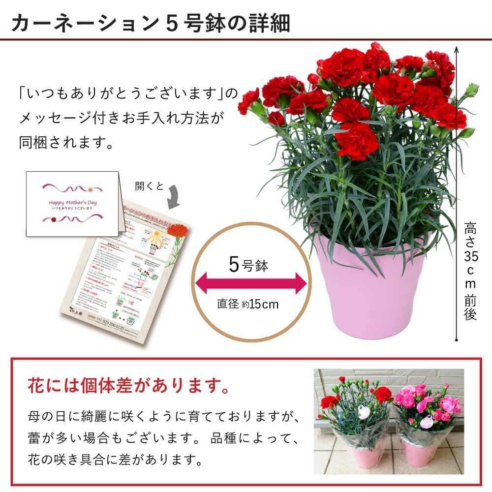 カーネーション5号鉢と赤ワインのセット