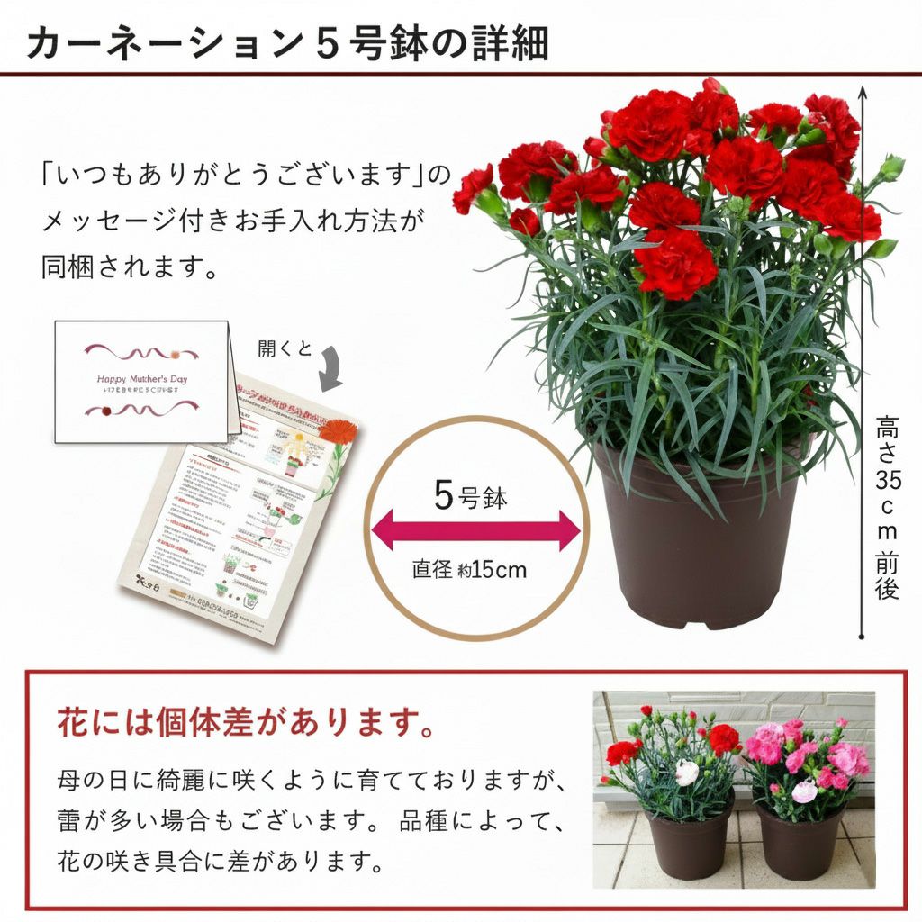 カーネーション5号鉢と赤ワインのセット