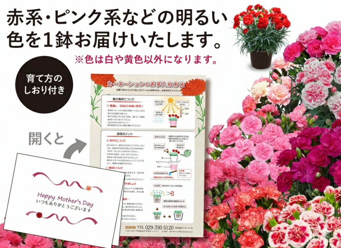 赤系かピンク系でお届けいたします