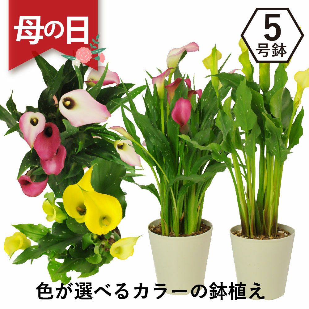 母の日ギフト お祝い プレゼント 色が選べるカラーの鉢花 5号鉢
