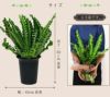 観葉植物  鉢 フラワーギフト アスプレニウム プリカーツム(アカキ）6号鉢