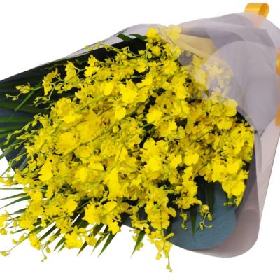 ミディ胡蝶蘭 ゴールデンマンボ 3本立 | 花工房エーデルワイス