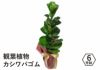 観葉植物 フィカス・リラータ カシワバゴム 6号鉢