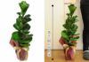 観葉植物 フィカス・リラータ カシワバゴム 6号鉢