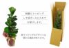 観葉植物 フィカス・リラータ カシワバゴム 6号鉢