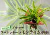 観葉植物ドラセナワーネッキーレモンライム6号鉢