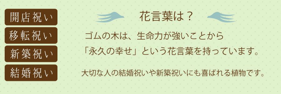 観葉植物 フィカス アルテシマ6号鉢