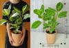 観葉植物 フィカス アルテシマ6号鉢