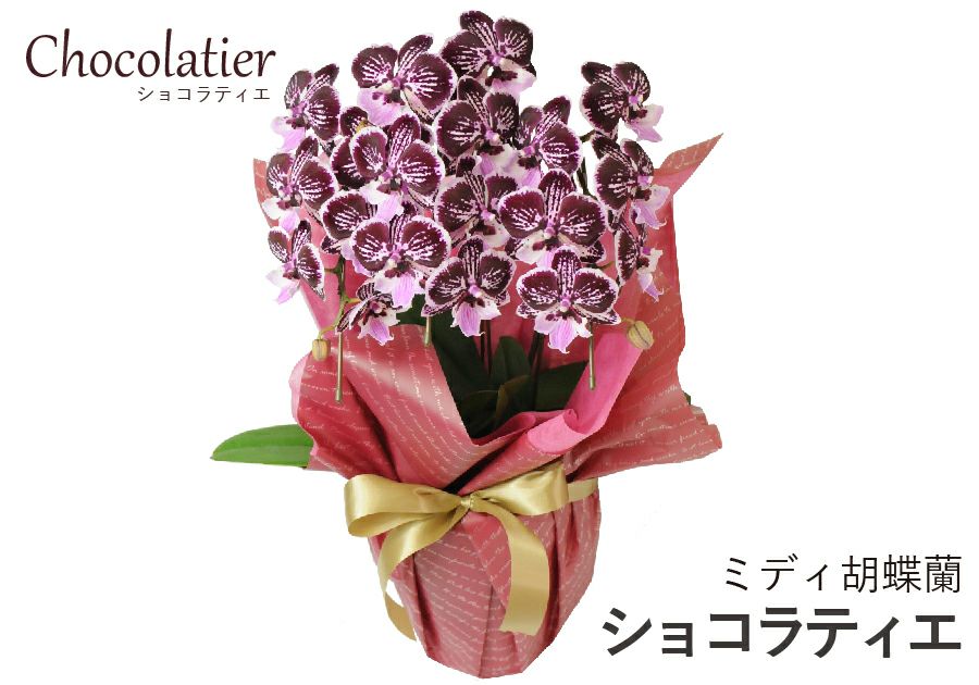 ミディ胡蝶蘭 ショコラティエ 3本立