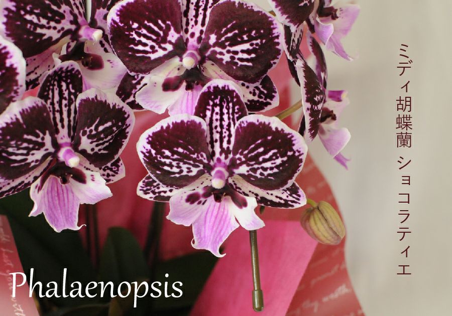 ミディ胡蝶蘭 ショコラティエ 3本立