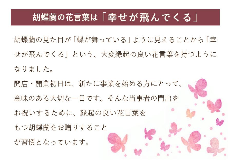 ミディ胡蝶蘭 ショコラティエ 3本立