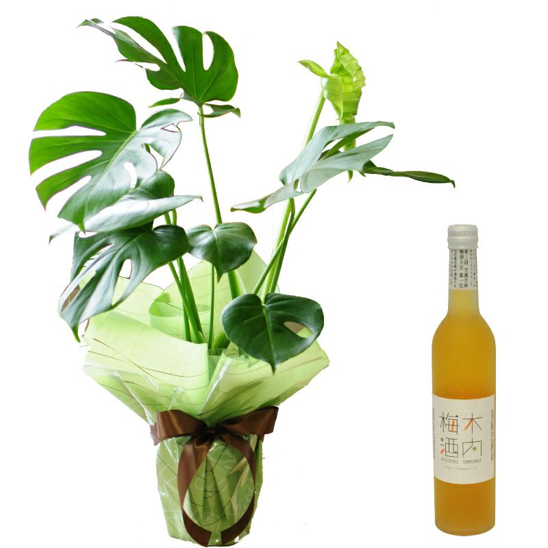 エキゾチックで個性的な葉
  
  観葉植物モンステラ 6号鉢と木内梅酒セット