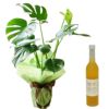 観葉植物モンステラ 6号鉢と木内梅酒セット