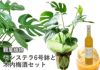 観葉植物モンステラ 6号鉢と木内梅酒セット