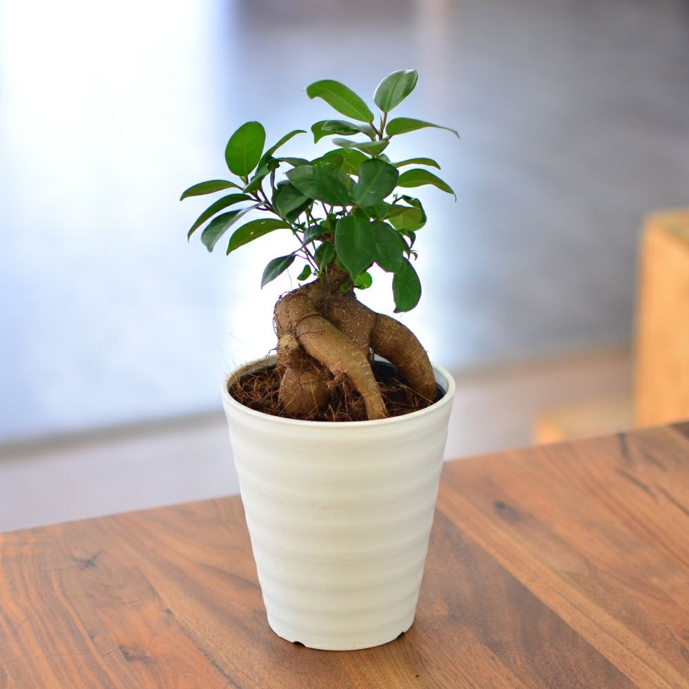 観葉植物 ギフト ガジュマル5号鉢