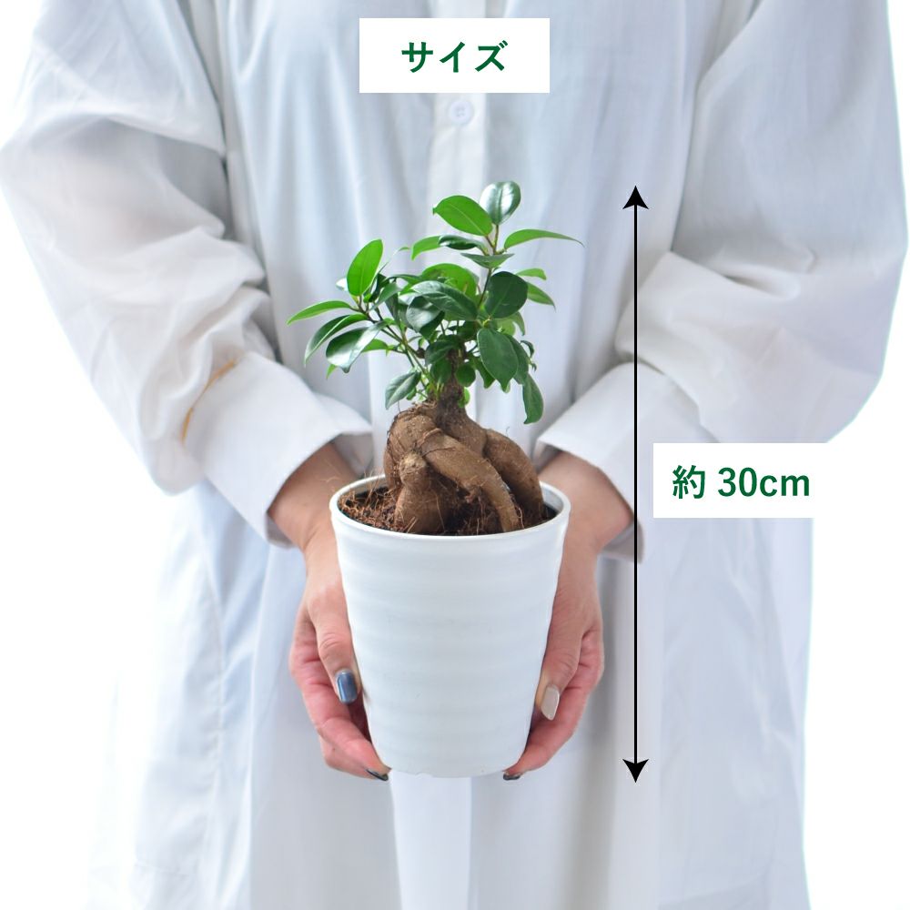 観葉植物 ギフト ガジュマル5号鉢