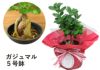 観葉植物 ギフト ガジュマル5号鉢