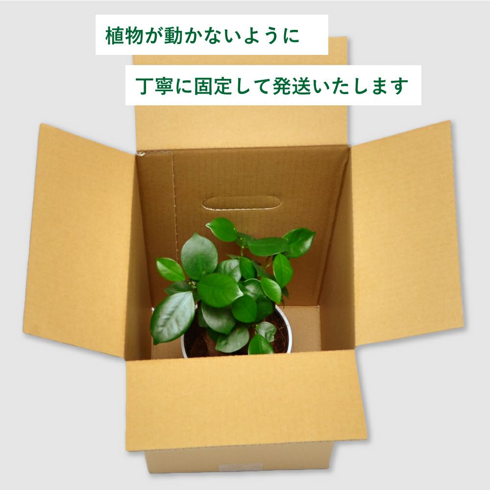 観葉植物 ギフト ガジュマル5号鉢
