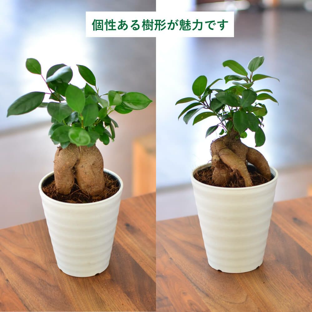 観葉植物 ギフト ガジュマル5号鉢