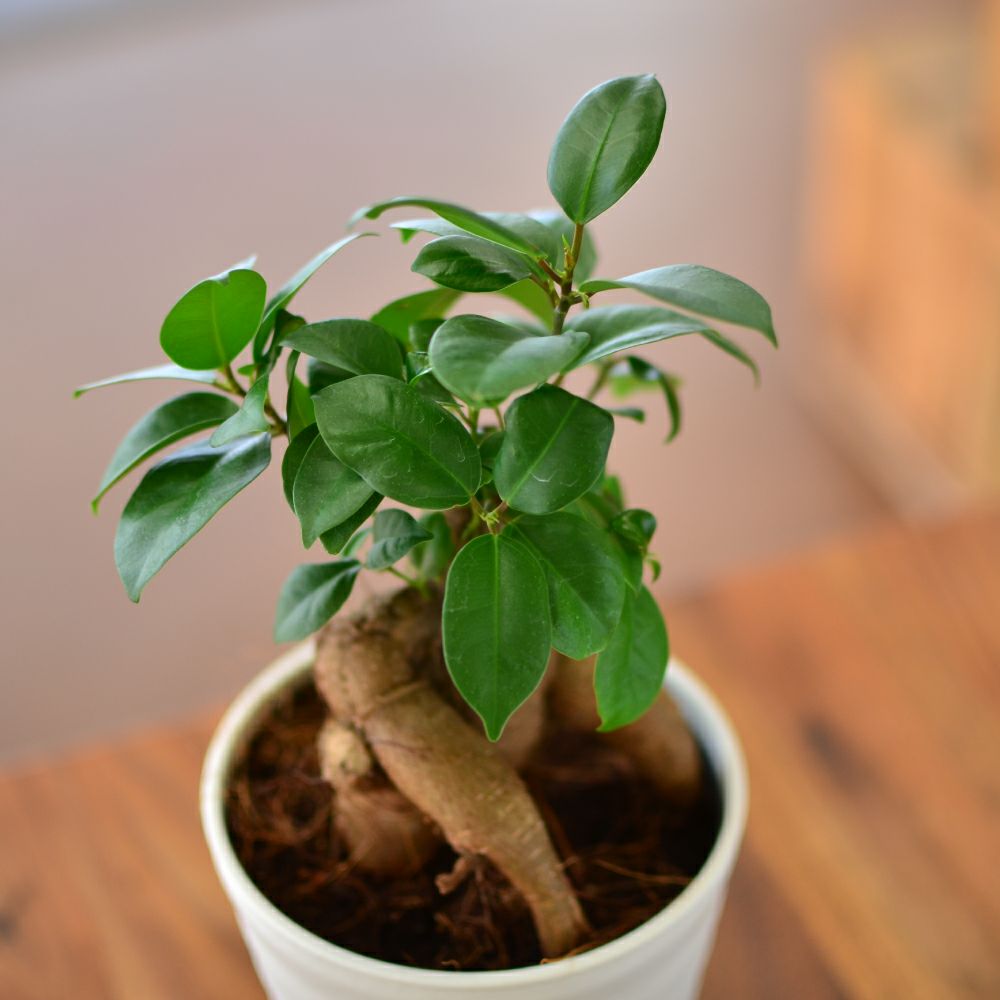 観葉植物 ギフト ガジュマル5号鉢