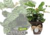 観葉植物 カラテア 5号鉢