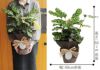 観葉植物 カラテア 5号鉢