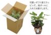 観葉植物 カラテア 5号鉢