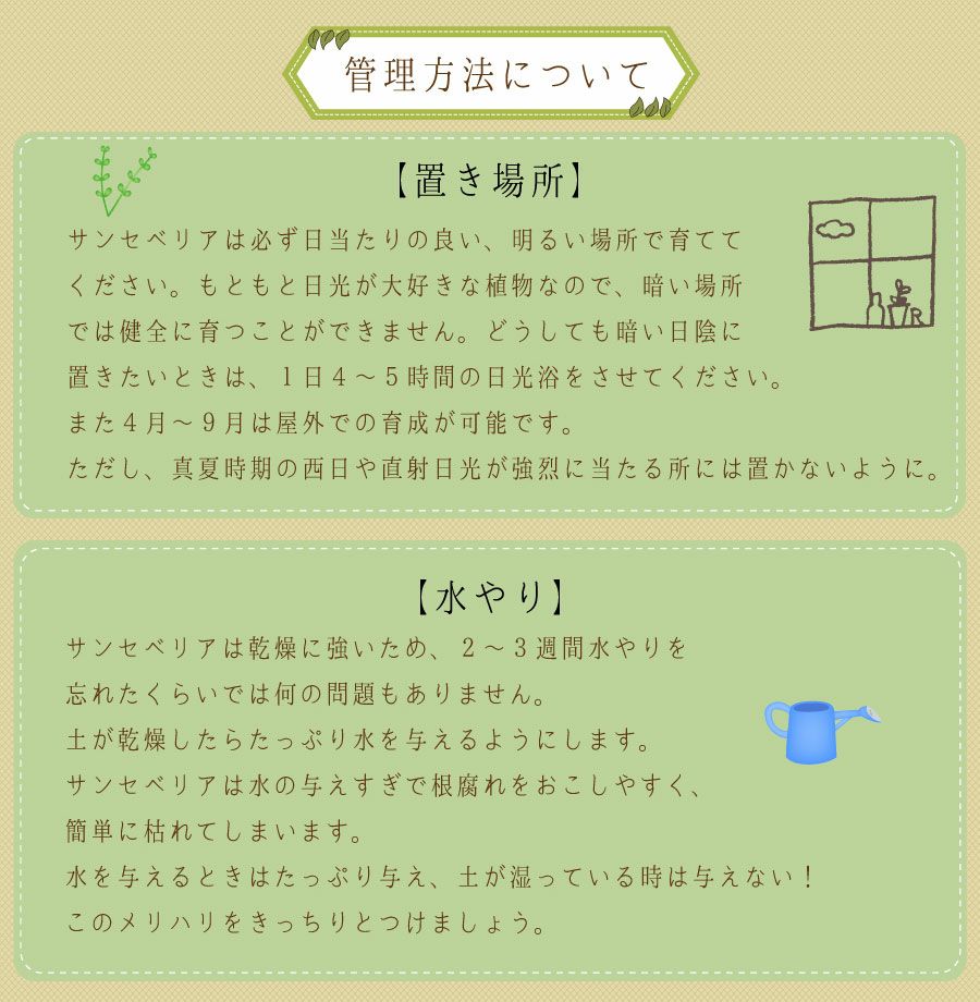 観葉植物 サンスベリア ゼラニカ6号鉢