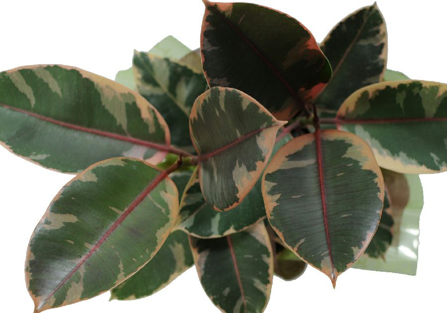 フィカス ルビー 6号鉢 ゴムの木 観葉植物