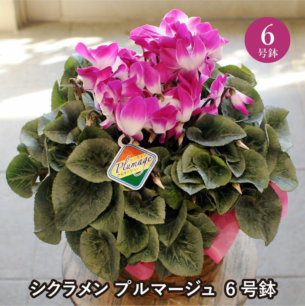 エーデルワイス シクラメン プルマージュ 6号鉢