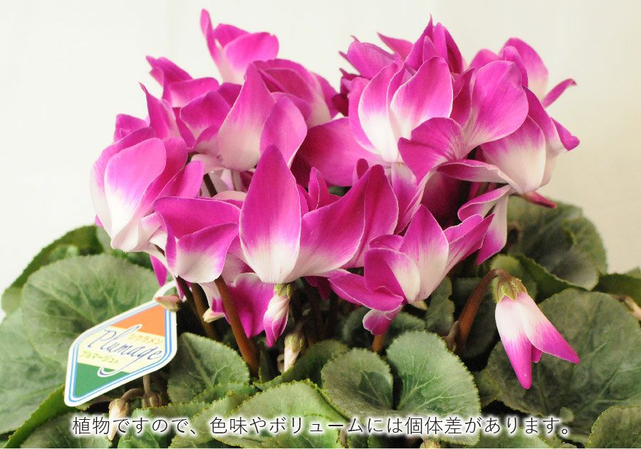 エーデルワイス シクラメン プルマージュ 6号鉢