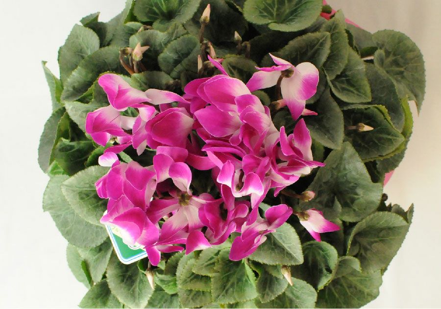 エーデルワイス シクラメン プルマージュ 6号鉢