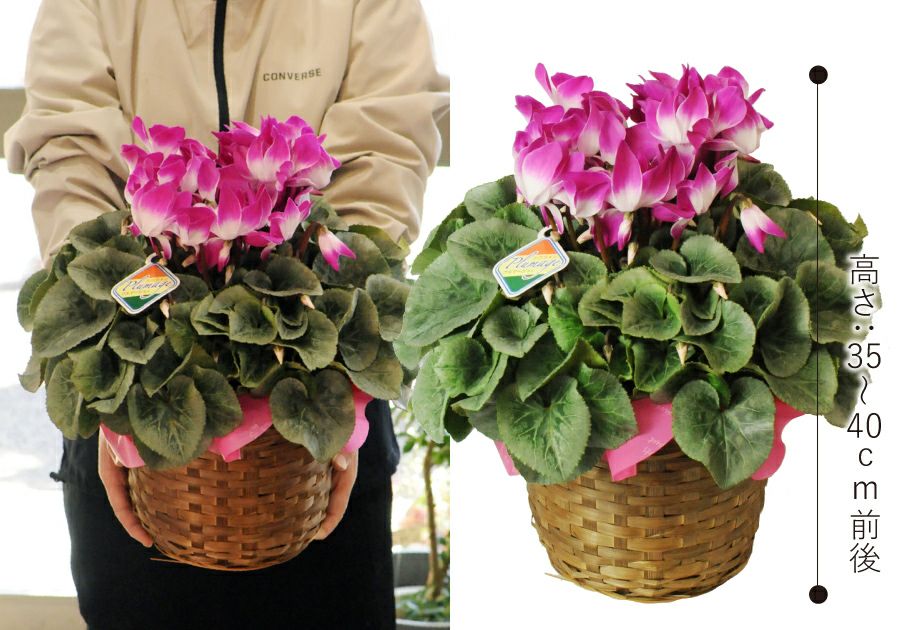 エーデルワイス シクラメン プルマージュ 6号鉢