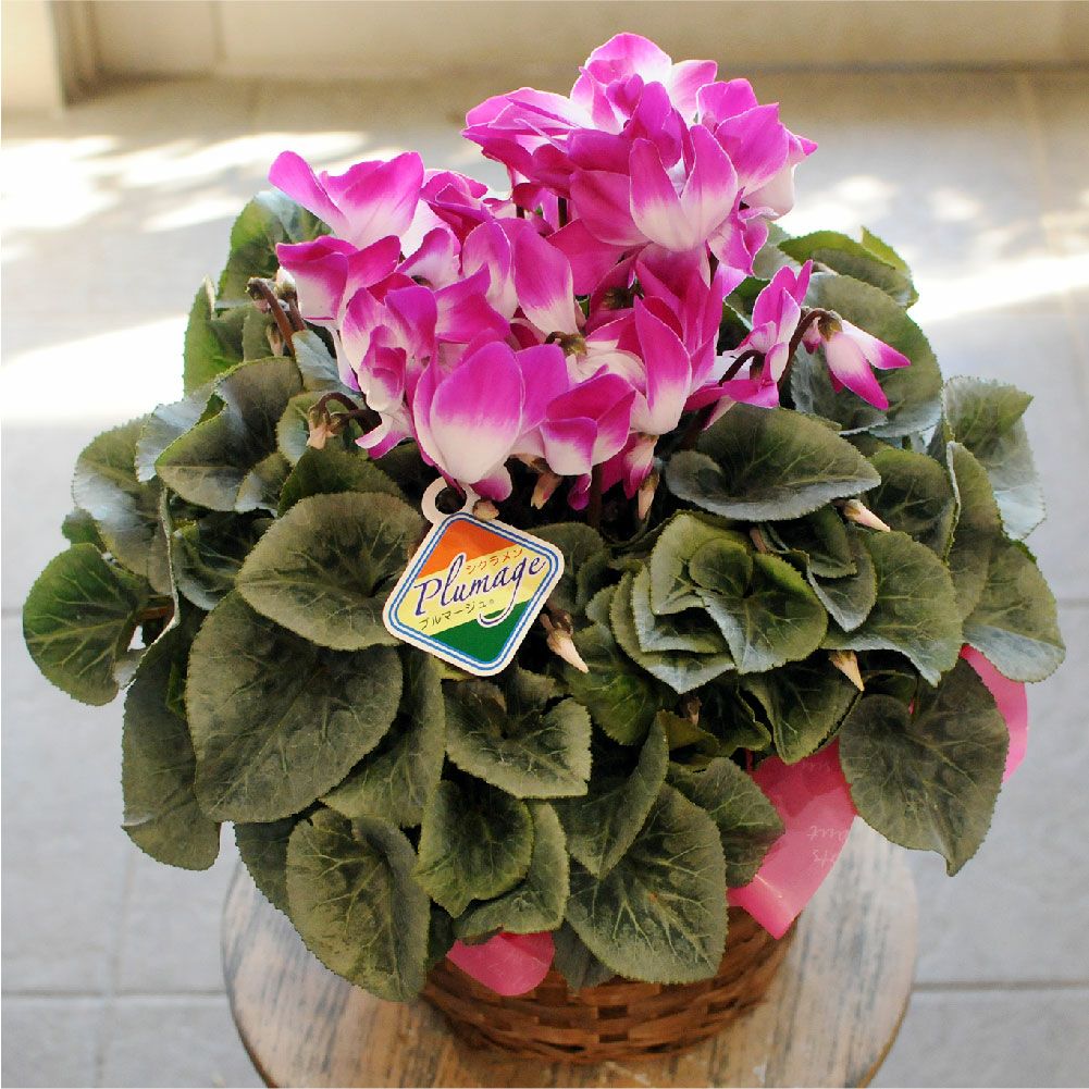 エーデルワイス シクラメン プルマージュ 6号鉢