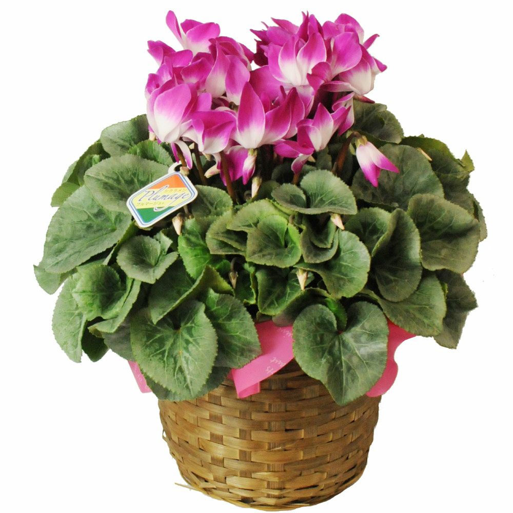 エーデルワイス シクラメン プルマージュ 6号鉢