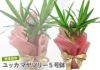 観葉植物 ユッカ マヤツリー５号鉢