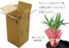 観葉植物 ユッカ マヤツリー５号鉢