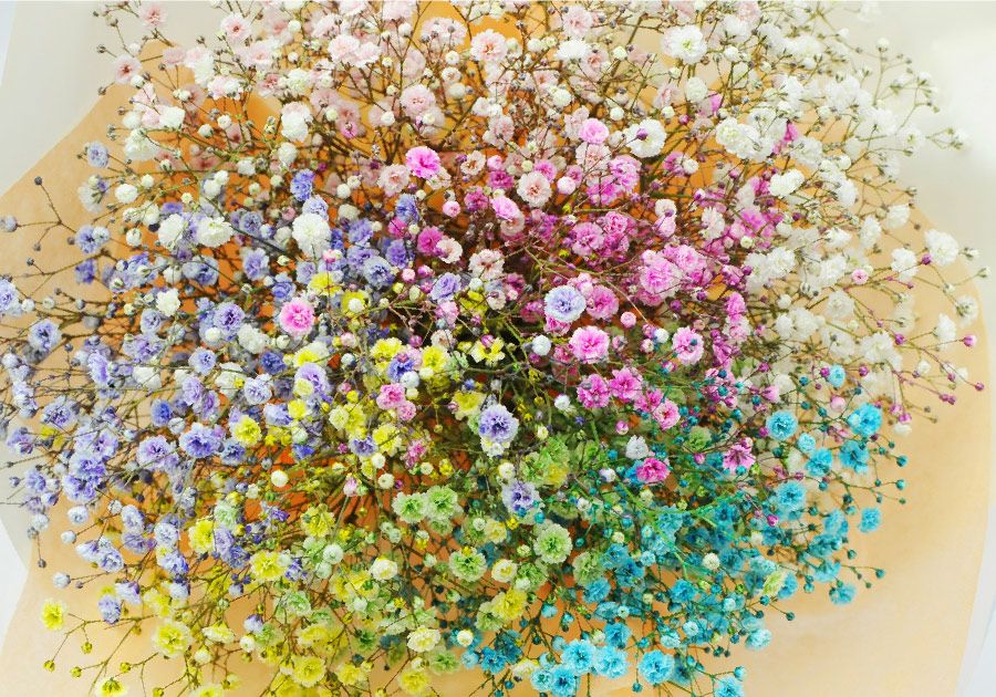 カラフルなカスミ草の花束