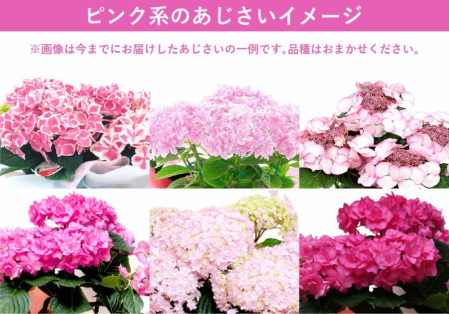 ピンクアジサイのイメージ