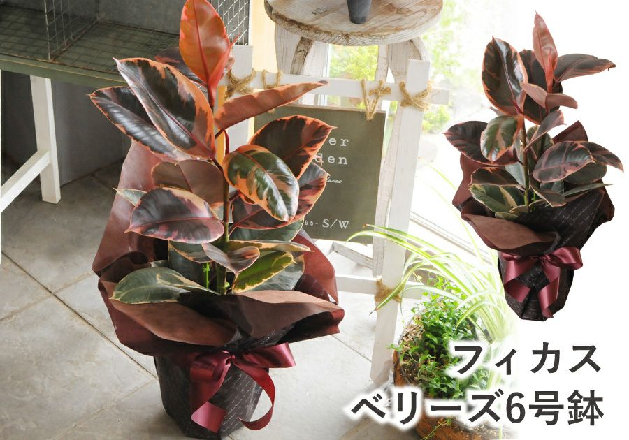 観葉植物 ゴムの木 フィカス ベリーズ 6号鉢