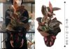 観葉植物 ゴムの木 フィカス ベリーズ 6号鉢