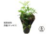 観葉植物 オレンジジャスミン シルクジャスミン 月橘 (ゲッキツ) 6号鉢