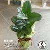 観葉植物 フィカス・ロブスター 6号鉢１本立