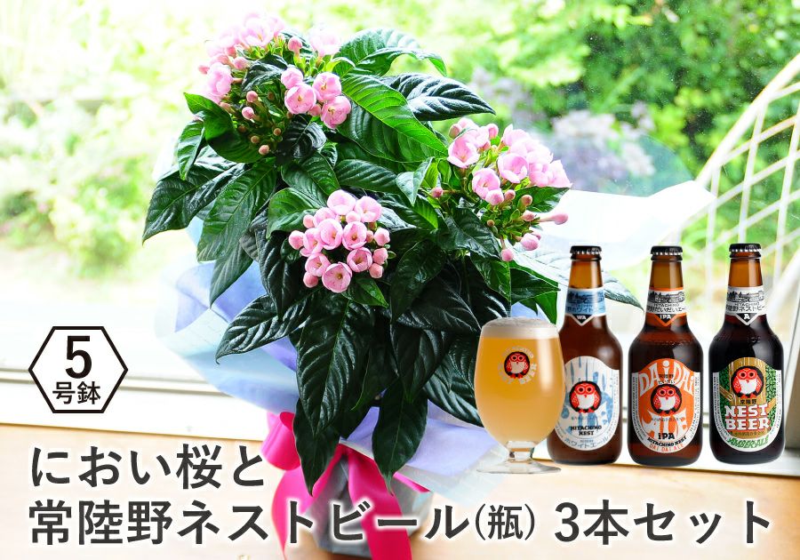 敬老の日 におい桜の鉢植え 5号鉢と常陸野ネストビール(瓶) 3本セット