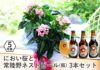 敬老の日 におい桜の鉢植え 5号鉢と常陸野ネストビール(瓶) 3本セット