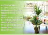 ドラセナ コンシンネ マジナータ 真実の木 7号鉢 観葉植物 開店祝い 移転祝い 新築祝い