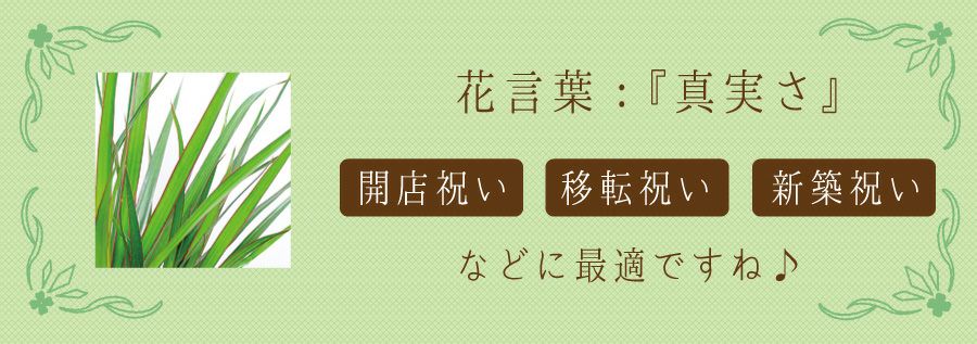 ドラセナ コンシンネ マジナータ 真実の木 7号鉢 観葉植物 開店祝い 移転祝い 新築祝い