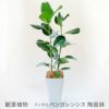 観葉植物 フィカス・ベンガレンシス陶器鉢入り