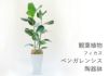 観葉植物 フィカス・ベンガレンシス陶器鉢入り